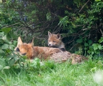 Garden Fox Watch: Muuuuummmm....