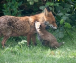 Garden Fox Watch: Cub nuzzling vixen