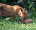 Garden Fox Watch: Grooming