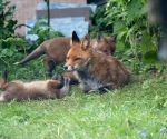 Garden Fox Watch: Look Mum!