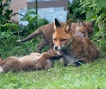 Garden Fox Watch: Vixen being pestered