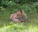 Garden Fox Watch: This is my best side, you know