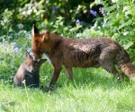 Garden Fox Watch: Spit washes are so undignified