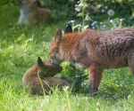 Garden Fox Watch: Grooming