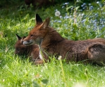 Garden Fox Watch: Relaxing together