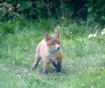 Garden Fox Watch: Cub