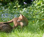 Garden Fox Watch: A world beyond Mum