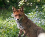 Garden Fox Watch: Fox in the flowers
