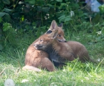 Garden Fox Watch: Mutual support
