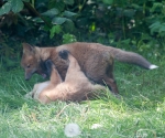 Garden Fox Watch: Rough and tumble