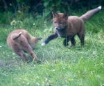 Garden Fox Watch: Handbrake turn