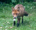 Garden Fox Watch: Always take time to smell the flowers