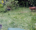 Garden Fox Watch: The fox and the cat