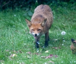 Garden Fox Watch: No, really, this liver is very tasty