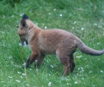 Garden Fox Watch: I said SMELL the flowers, not eat them