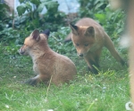 Garden Fox Watch: Incoming