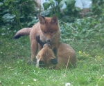 Garden Fox Watch: Top and bottom