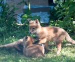 Garden Fox Watch: Tag, you\'re it!