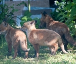 Garden Fox Watch: Forming an orderly queue