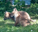 Garden Fox Watch: Rawr!