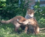 Garden Fox Watch: Bow down before me?