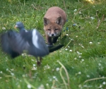 Garden Fox Watch: Damn, there goes my breakfast