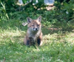 Garden Fox Watch: That was going to be such a tasty pigeon...