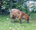 Garden Fox Watch: Stuffing the face