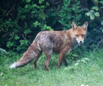 Garden Fox Watch: Stuffing the face