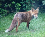 Garden Fox Watch: Taking supplies back to the den