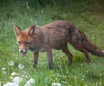 Garden Fox Watch: Mmm, tasty