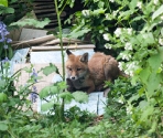 Garden Fox Watch: A day on the tiles...