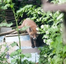Garden Fox Watch: A day on the tiles