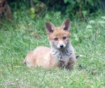 Garden Fox Watch: Posing