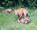 Garden Fox Watch: The vault