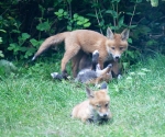 Garden Fox Watch: Playtime