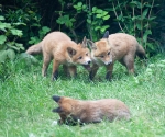 Garden Fox Watch: Discussion