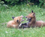 Garden Fox Watch: Yowl