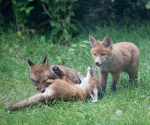 Garden Fox Watch: If you get bitten _there_, of course it\'ll hurt