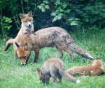 Garden Fox Watch: Propping up on Mum