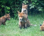 Garden Fox Watch: The pose