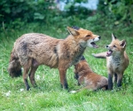 Garden Fox Watch: But MUUUUMMMM....