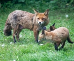 Garden Fox Watch: Running