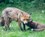 Garden Fox Watch: Listening to gossip