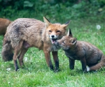 Garden Fox Watch: Nuzzling