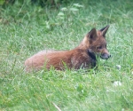 Garden Fox Watch: Not really camouflaged