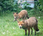 Garden Fox Watch: Tasty nose