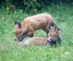 Garden Fox Watch: Pair of cubs