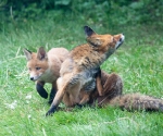 Garden Fox Watch: A think and a scratch
