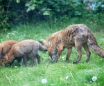 Garden Fox Watch: Grazing foxes
